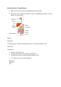 Instuderingsfrågor Matspjälkningen 1. Börja med att titta på filmen