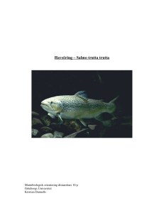 Havs|ring ± Salmo trutta trutta
