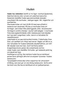 Huden - Studentuppsatser.se