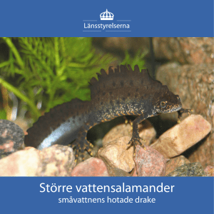 Större vattensalamander