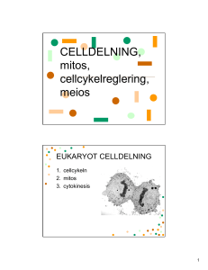 CELLDELNING, mitos, cellcykelreglering, meios