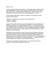 Fakta om hjärtat