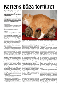 Kattens höga fertilitet