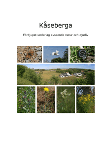 Kåseberga - Ystads kommun