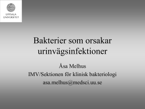 Bakterier som orsakar urinvagsinfektioner