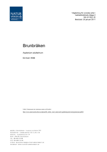 Brunbräken - Naturvårdsverket