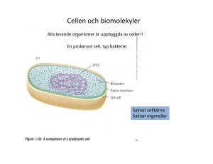 FÖ1 Cellen och biomolekyler