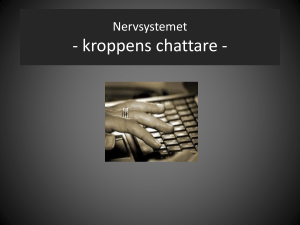 power point om nervsystemet
