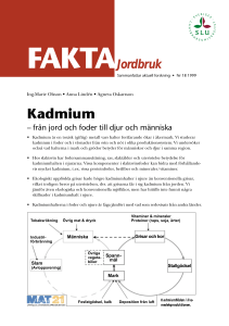 Kadmium