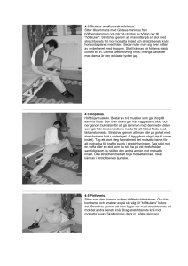 4:2 Gluteus medius och minimus. Sitter tillsammans med Gluteus