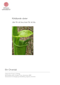 Köttätande växter Elin Orvendal