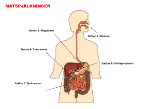 Magsäcken