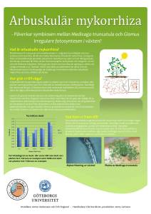 Arbuskulär mykorrhiza - Göteborgs universitet