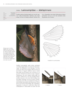 FAMILJ Lasiocampidae — ädelspinnare
