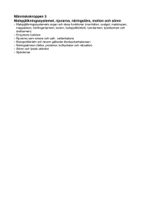 Människokroppen 3 Matspjälkningssystemet, njurarna, näringslära