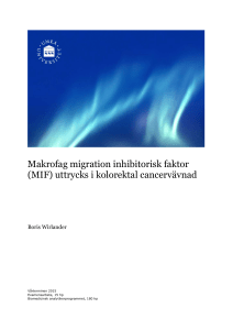 Makrofag migration inhibitorisk faktor (MIF) uttrycks i