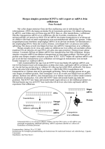 Herpes simplex proteinet ICP27:s roll i export av mRNA från
