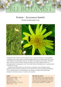 Svinrot – Scorzonera humilis
