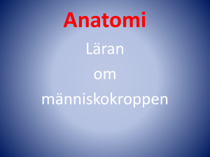Anatomi - Laget.se