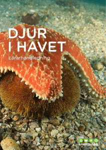 Lärarhandledning till Djur i havet