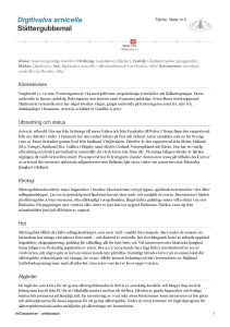 Digitivalva arnicella - slattergubbemal - 102421