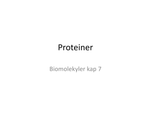 Proteiner: Struktur, Funktion & Enzymer - Presentation