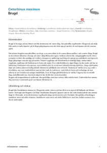 Cetorhinus maximus - brugd - 102129