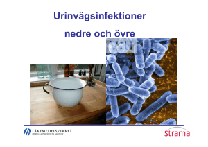 Urinvägsinfektioner - nedre och övre