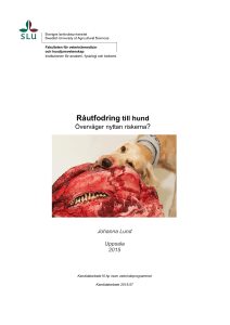 Råutfodring till hund