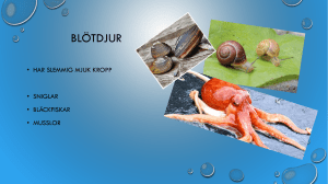 Blötdjur - Ask Valdi