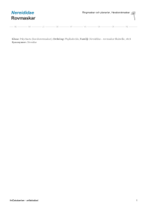 Nereididae - rovmaskar - 2000493