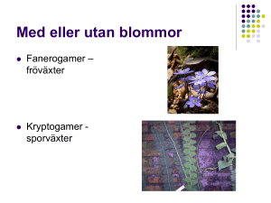 Fröväxter (fanerogamer)