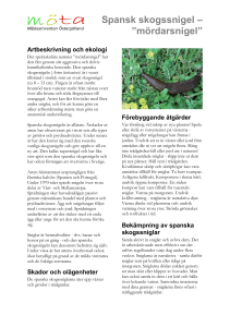 Spansk skogssnigel – ”mördarsnigel”
