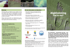 Algblomning - DiVA portal