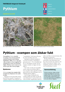 Pythium
