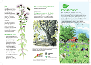 Pollinatörer - Göteborgs botaniska trädgård