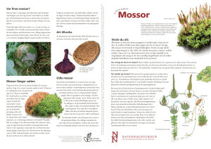 Mossor - Nationalnyckeln