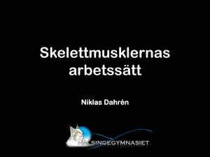 Skelettmusklernas arbetssätt
