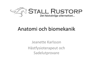 Anatomi och biomekanik