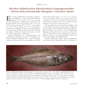 Mindre hälleflundra Reinhardtius hippoglossoides – första