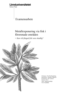 Metallexponering via fisk i förorenade områden: Kan vilt fångad fisk