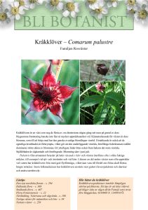 Kråkklöver – Comarum palustre