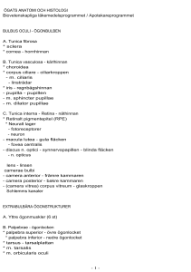 ÖGATS ANATOMI OCH HISTOLOGI