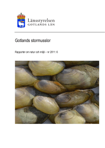 Gotlands stormusslor