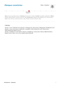 Elampus constrictus - 249148