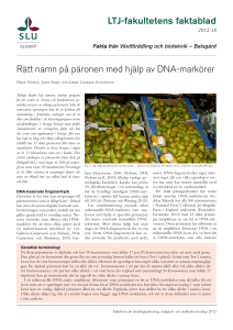 Rätt namn på päronen med hjälp av DNA-markörer LTJ
