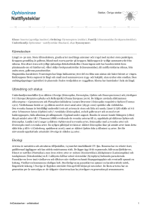 Ophioninae - nattflysteklar - 1000048