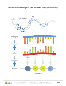 Informationsöverföring från DNA via mRNA till en proteinmolekyl
