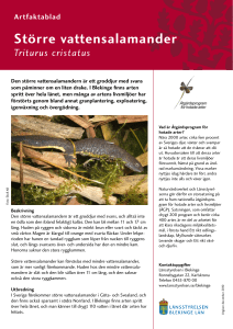 Större vattensalamander