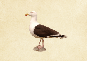 Havstrut Larus marinus